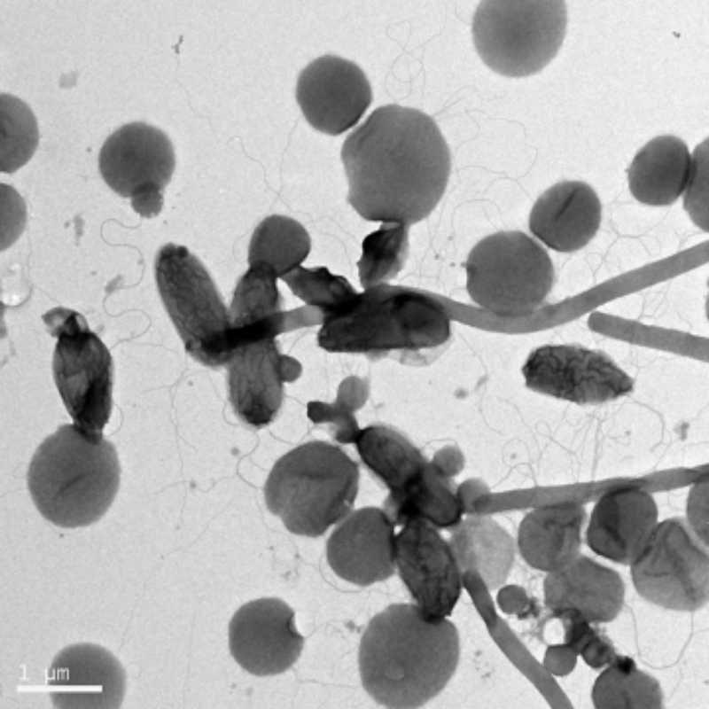 Microbiome Analysis Laboratory, CNB-CSIC tweet media