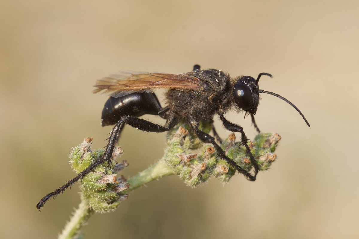 EmiliosThemist1's tweet photo. Species of tarantula hawk wasp #unknowninsect #insects #bahrain🇧🇭 #bahrain #fdsbahrain #macroinsect #islands #middleast #hawarislands #deserts #desertinsects #desertlife #canonphotography #wildlife #wildlifephotography #nature #naturephotography #nature_perfection #tarantulahawk https://t.co/AQVoCvZj24