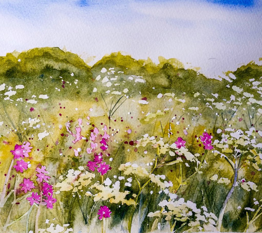 Our #Northumberland road verges are full of red campion and cow parsley! #watercolour #watercolor #wildflowers #roadverges  #growjune
