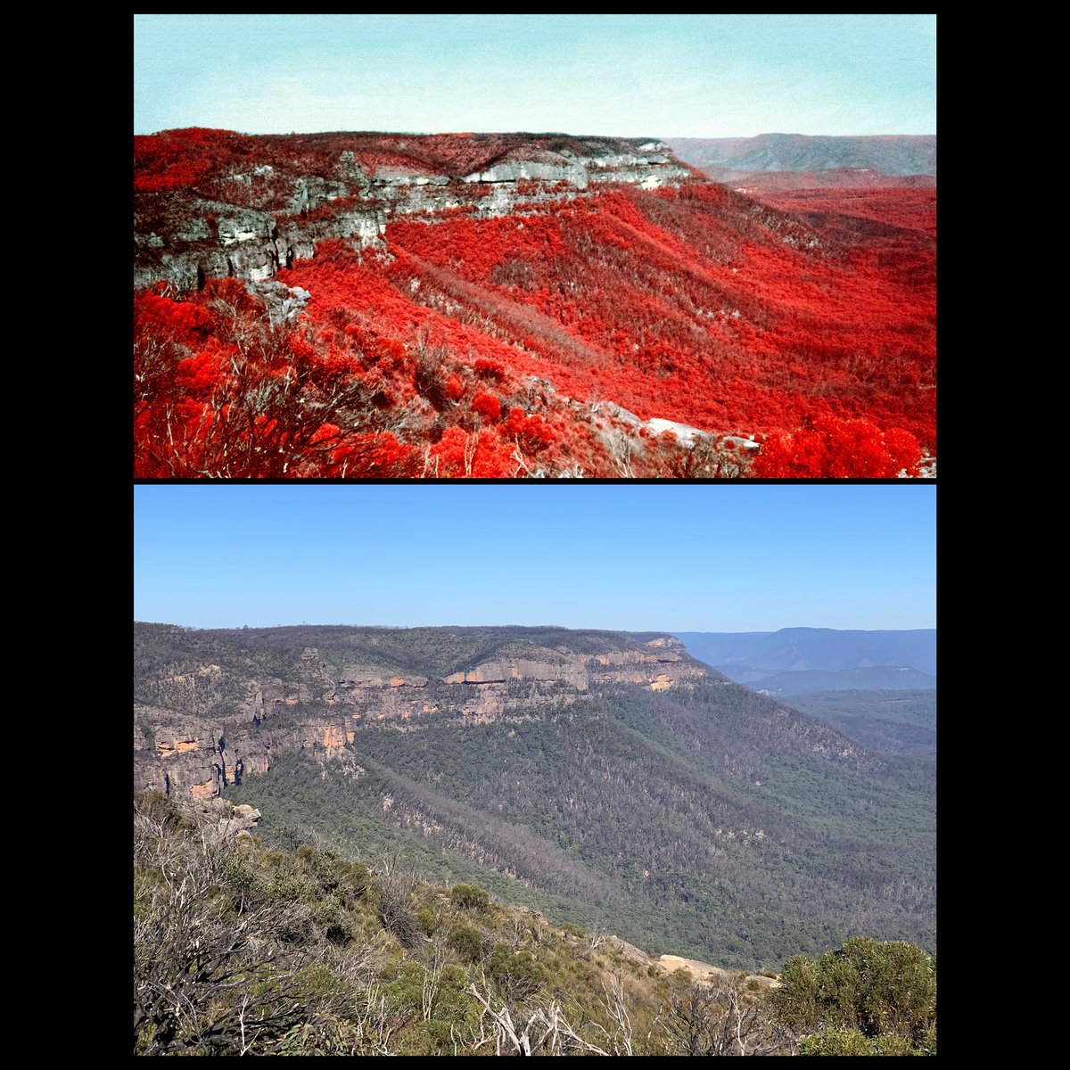 adamnorthphoto's tweet image. From Cahill Lookout Blue Mountains seeing through @kodak Color Infrared film shows more evidence  of the Bushfire  Damage  in the Megalong valley, showing the bushfires burnt upwards to the escarpment of Narrow neck Plateau.#cie  #colorinfrared @NSWRFS   #bluemountains #bushfires