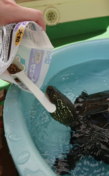 クサガメのtwitterイラスト検索結果 古い順