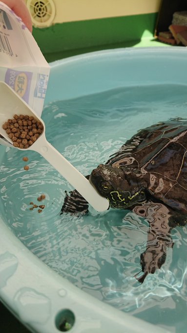 クサガメのtwitterイラスト検索結果 古い順