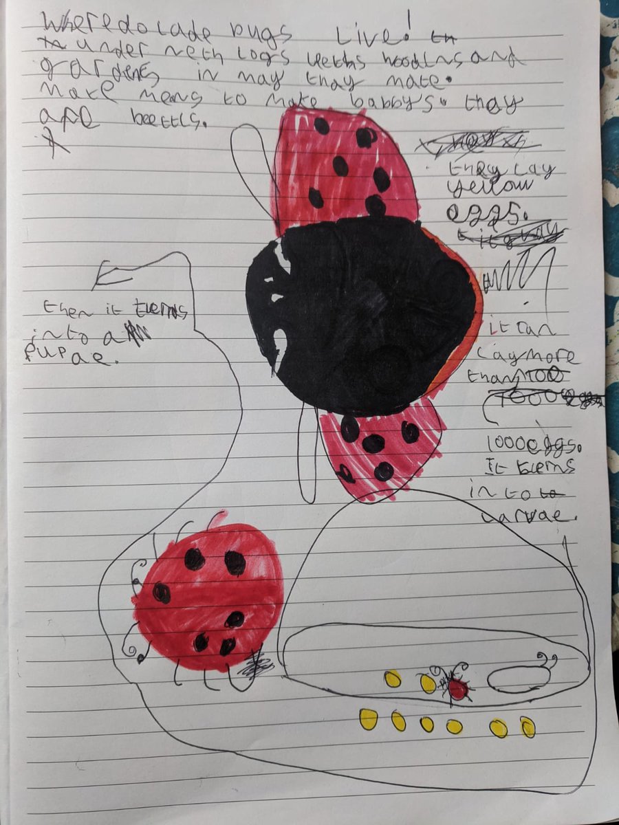 dementia_IM's tweet photo. @SteveBackshall My daughter Evie missed your live q and a but she drew you a ladybird. Please reply to make her day ;) https://t.co/SI8oJqmRXK