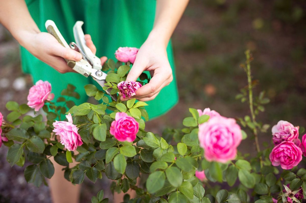 #PolhillTopTips Keep flowerbeds, hanging baskets and pots looking fuller for longer by deadheading. This will ensure that your plants keep flowering throughout the summer 
#polhill #polhillonline #gardeningtips #summergarden