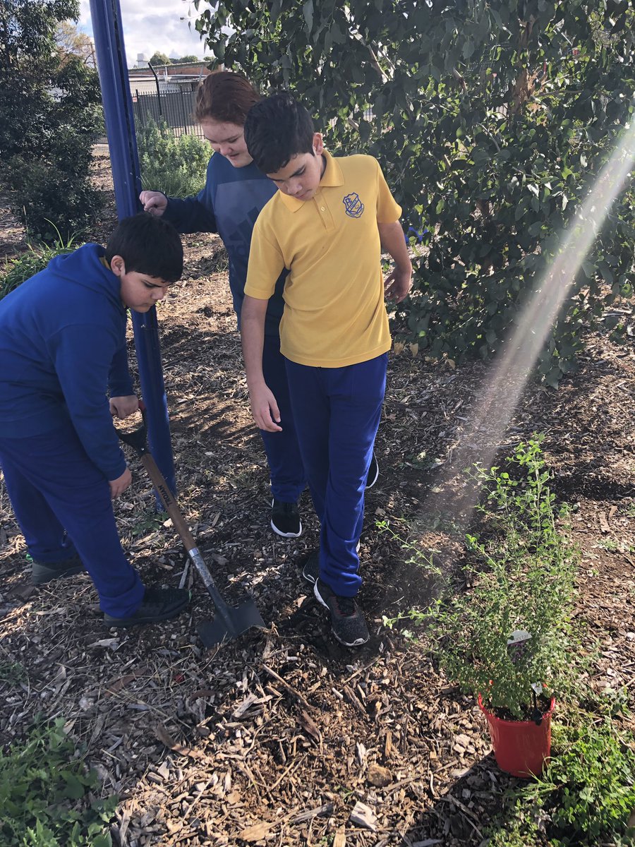 Students at #SadleirPS enjoying some late season #LillyPilly from the tree we planted a couple of years back - garden looking great with #Indigenous Ss researching the #traditionaluses of the plants to create a #resource for the whole school community #youthcommunitygreening