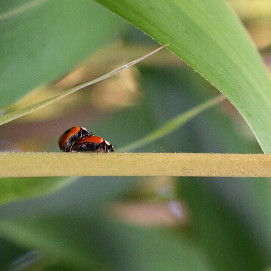 Grateful that you choose my garden to make love❤️ Wish you a lovely Wednesday! #ghyphotography #photoblog #photography #photographylovers #naturelovers #naturephotography #ladybug #fotografie #igholland #hollandnature #nikonphotography #nikond5300