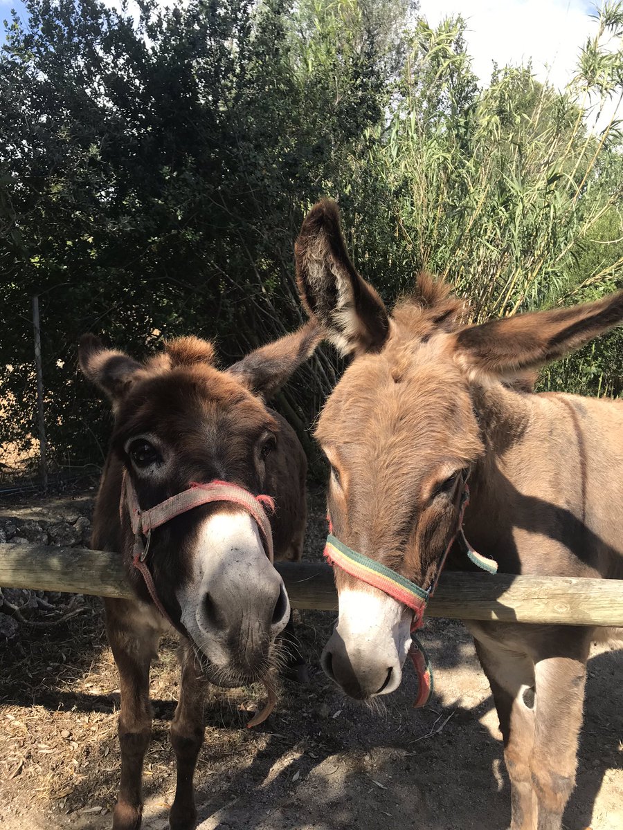 Aguaspcolom's tweet photo. Making friends! Exploring closer surroundings you find little treasures too ❤️
Haciendo amigos. Cuando exploras alrededores cercanos y descubres pequeños tesoros ❤️
#lectoranómada #nomadreader #travelblogger #mallorca #donkey #burro #nature #naturaleza #spain https://t.co/cadp8IneJZ