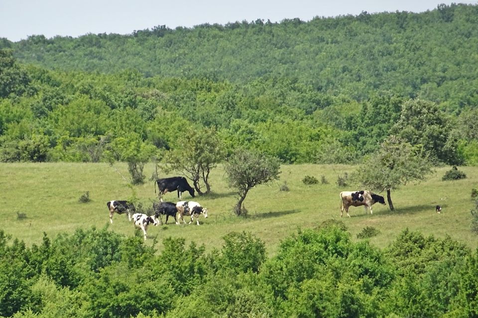"Patlatmalı Linyit Ocağı" yapılacak bölge sakinleri gergin bir bekleyiş içinde. Keşan'a 10 km. uzakta, 4 köyün tam ortasında, 40 bin ton patlayıcı ile mera, orman ve tarım arazisi alt üst edilip ocak açılacak. Linyit kömürü için.
(Mankenler: Bisiklet turunda objektife takılanlar)