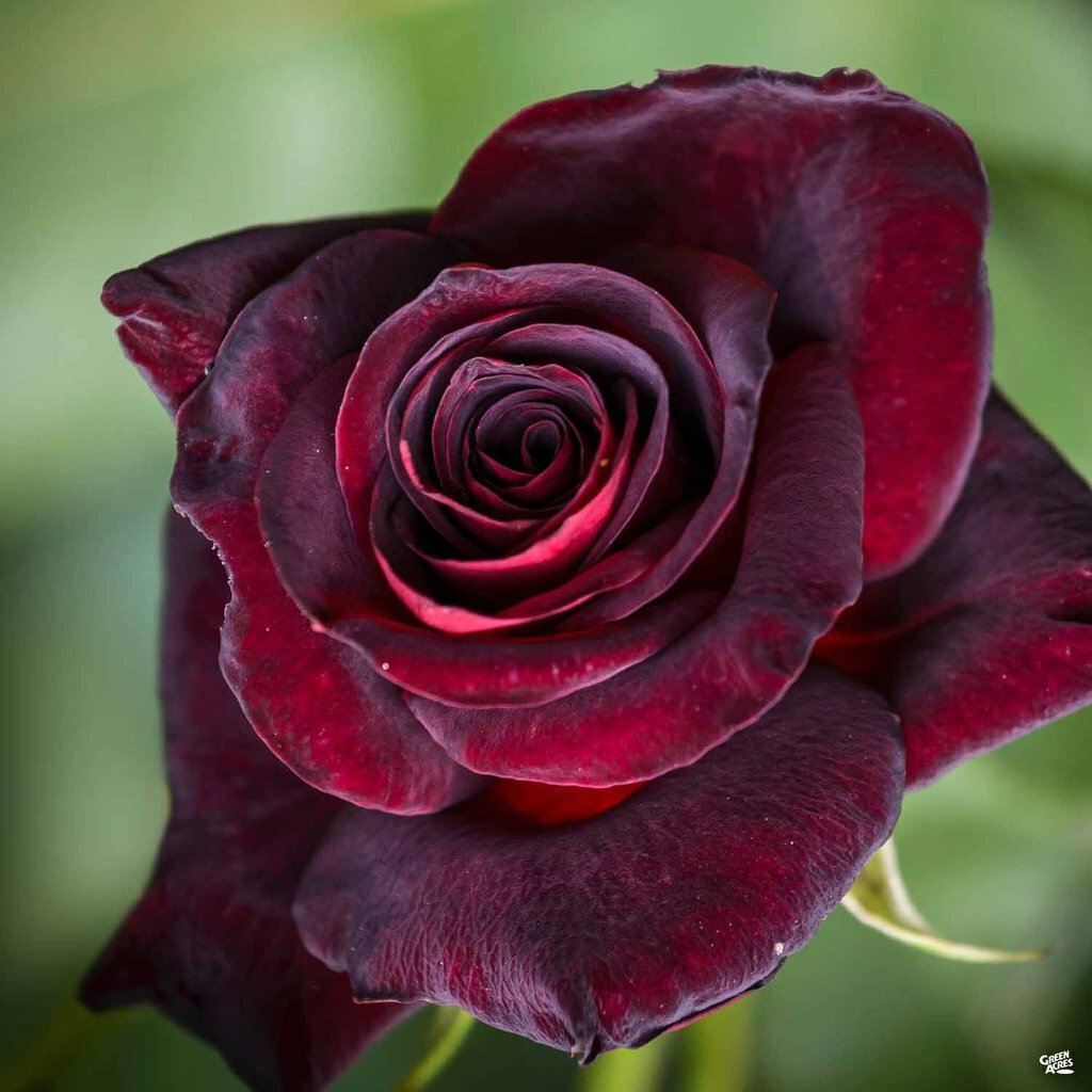 Black Baccara