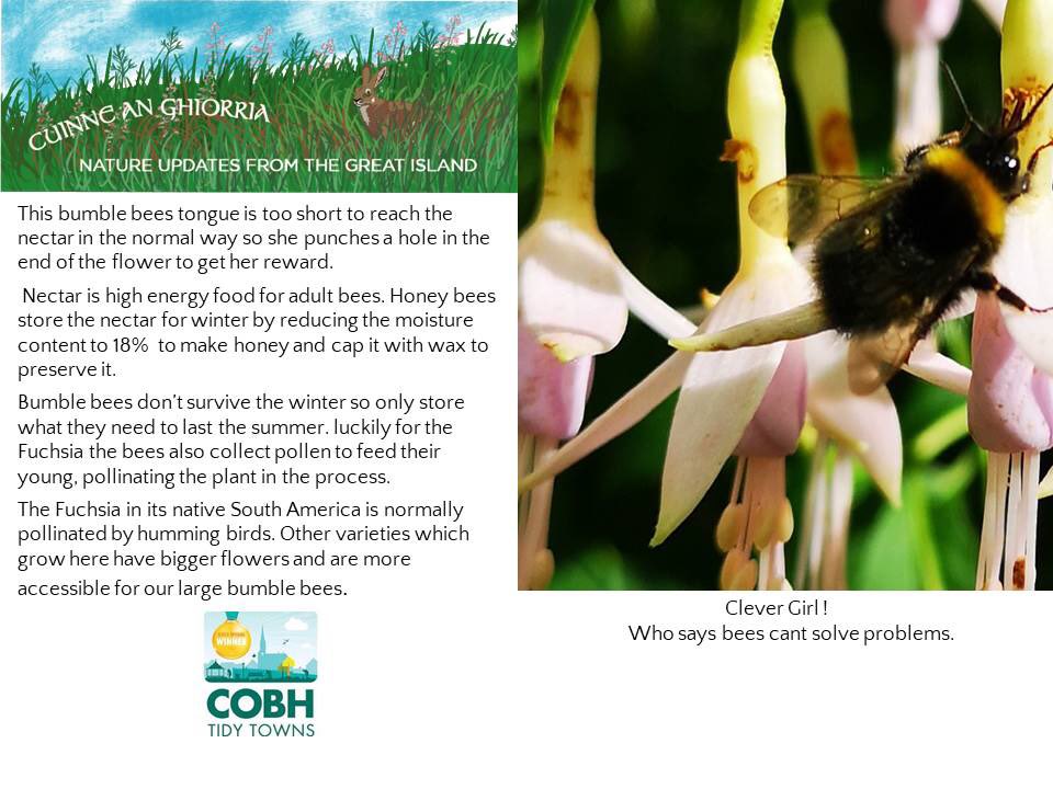 CobhTidy's tweet photo. More gorgeous updates from the Great Island and Cúinne an Ghiorria 🌱🐇🐝 #nature #Cobh #beauty https://t.co/2L3cuzt1Yd
