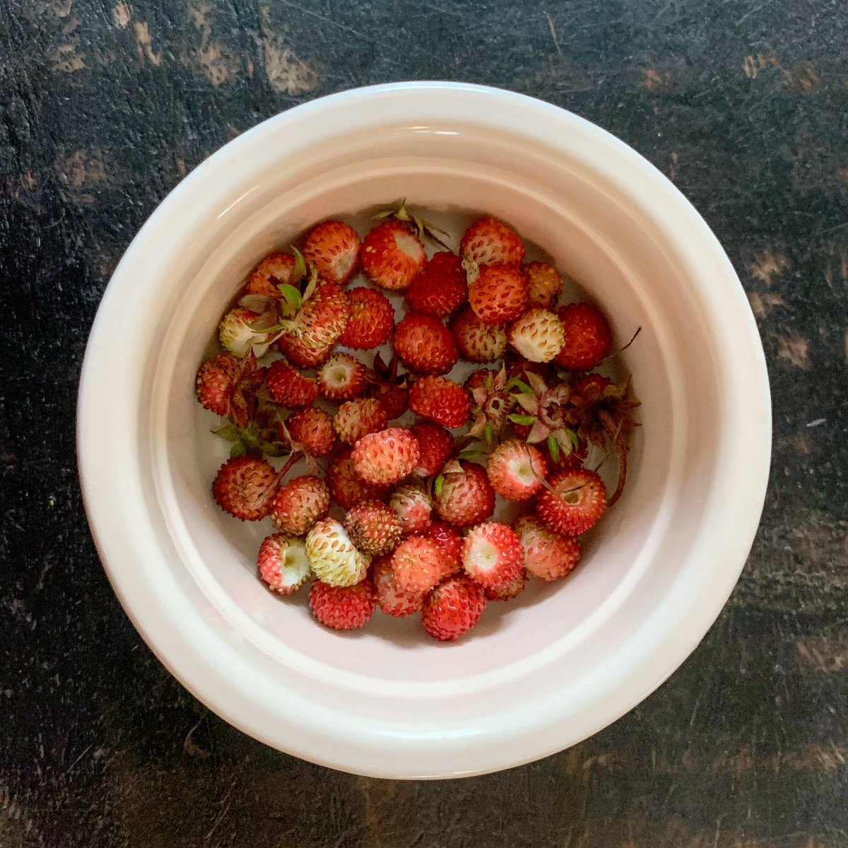 ThorpPerrow's tweet photo. Harvest time again! #alpinestrawberries #strawberries #yummy #natureremedy #harvest #homegrown #woodlandfruits https://t.co/n0MQw3Eo4J
