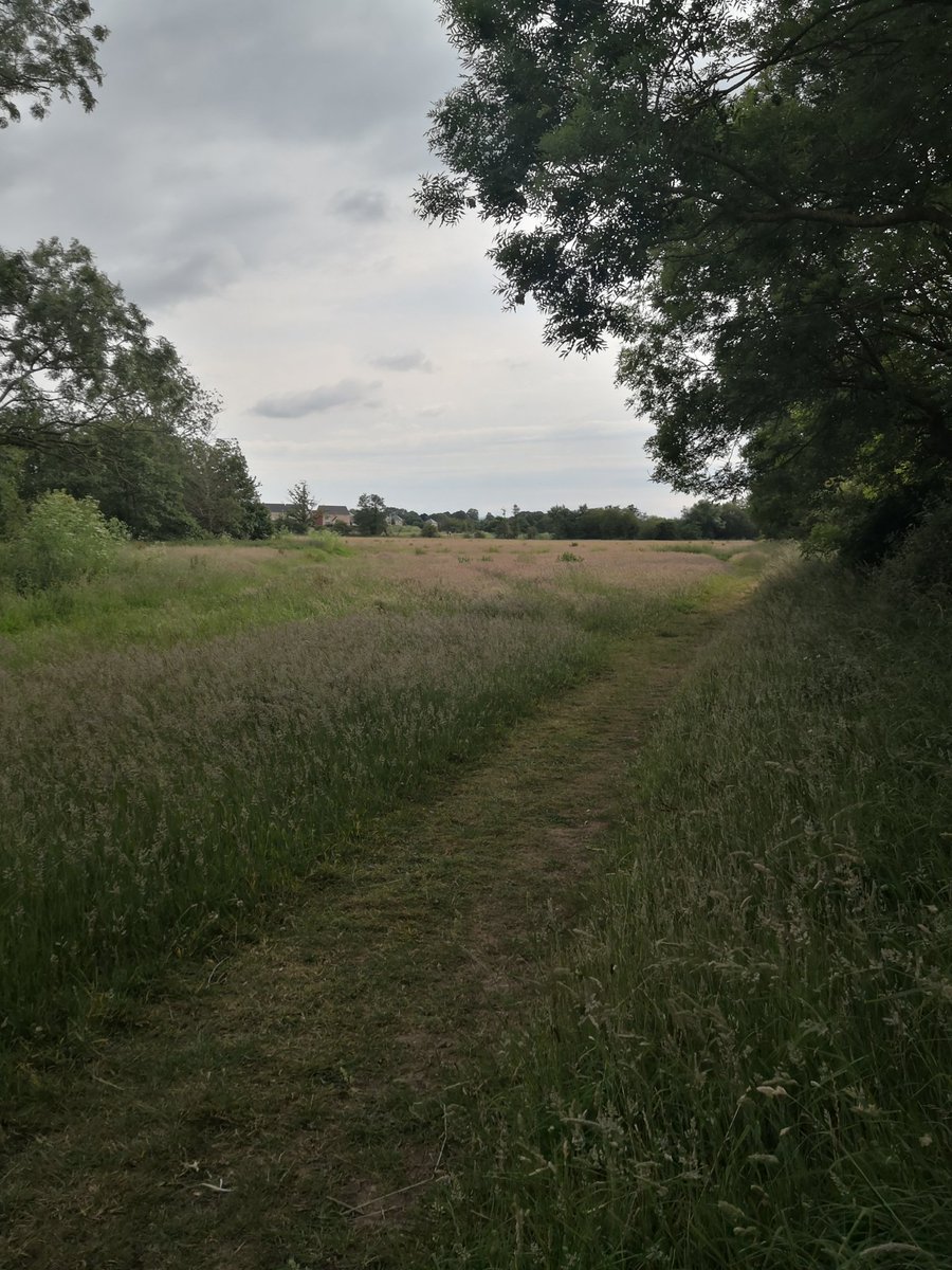 DevonDazeBlog's tweet image. So much #wildlife @cranbrookcountrypark @Cranbrook_cdw @wildeastdevon @EDDChome_people @EEDGrowthPoint #devon #cranbrook #exeter #eastdevon @DevonWildlife m.facebook.com/story.php?stor…