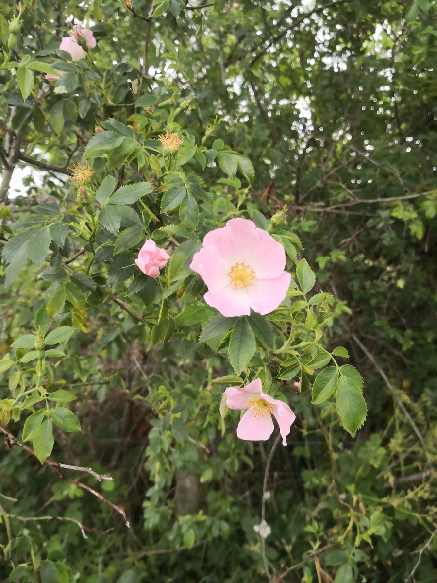 DevonDazeBlog's tweet image. So much #wildlife @cranbrookcountrypark @Cranbrook_cdw @wildeastdevon @EDDChome_people @EEDGrowthPoint #devon #cranbrook #exeter #eastdevon @DevonWildlife m.facebook.com/story.php?stor…