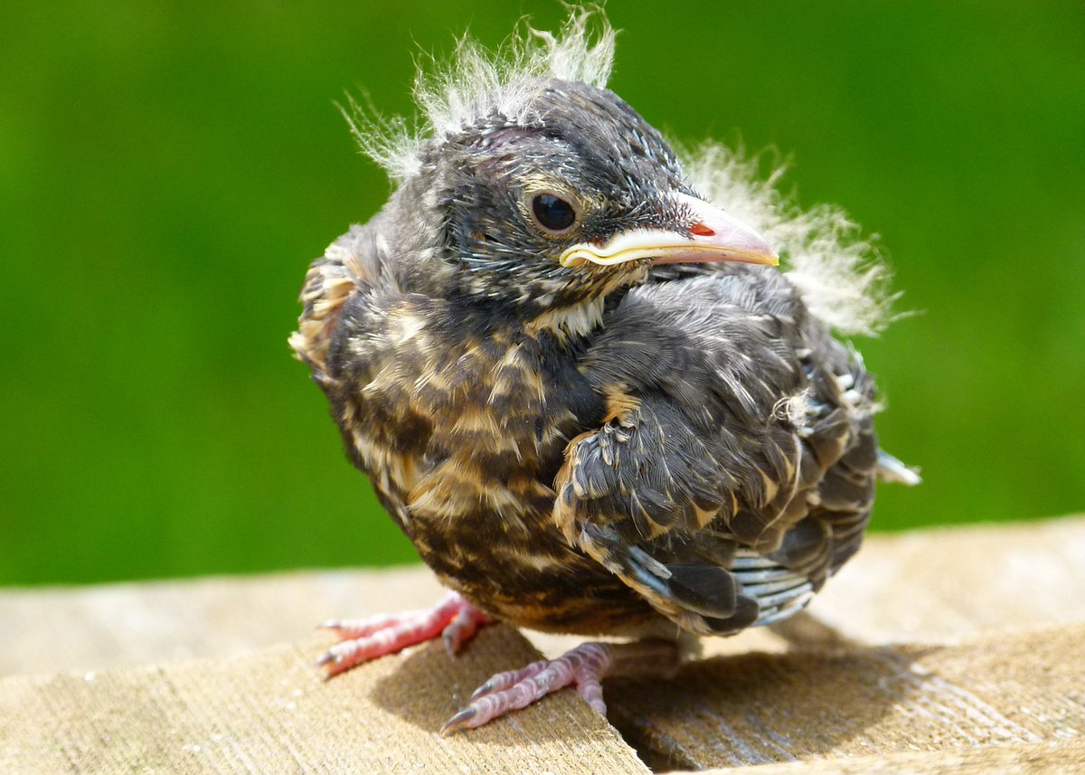 SEO_BirdLife's tweet photo. ⚠️IMPORTANTE⚠️
🔴¿Has encontrado un pollito «huérfano»?
🤗 Es normal que quieras ayudar, PERO quizá estés a punto de meter la pata.
😲 Tal vez te sorprenda, pero nuestra primera recomendación es esta:
 🖐️📢NO LO COJAS‼️⚠️
https://t.co/BTIWaxhbxD
[Lee y comparte este BREVE HILO]👇 https://t.co/5PLphJ3uwz