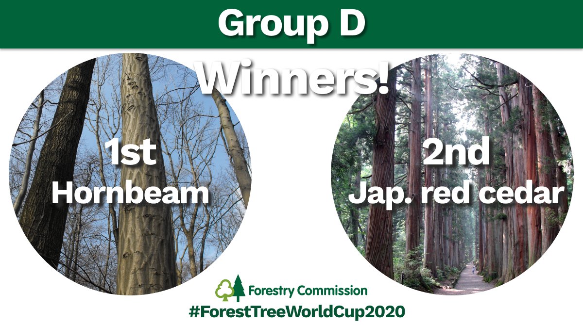 ForestryComm's tweet photo. An excellent and closely fought contest of the #ForestTreeWorldCup2020! Cryptomeria just managing to stay ahead of cherry, and even closing the distance with Hornbeam at the end. Robinia aka Black locust also with a respectable showing; but is it a tree or a pea?@FlyingQuercus https://t.co/ps5fhGqhbb