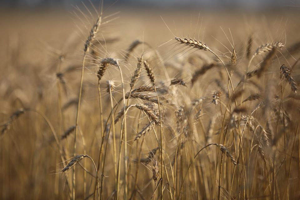 FrankWaughKAKE's tweet photo. Wheat harvest is underway here in KAKEland!  Cheri Ricke sent these photos of Hrencher Farm near Medicine Lodge, KS in 2019. Send me your photos and we will share them here and online. If you prefer email: fwaugh@kake.com #Harvest2020 #WheatHarvest2020 #KSWheat #KSag https://t.co/pepnjf2pBs