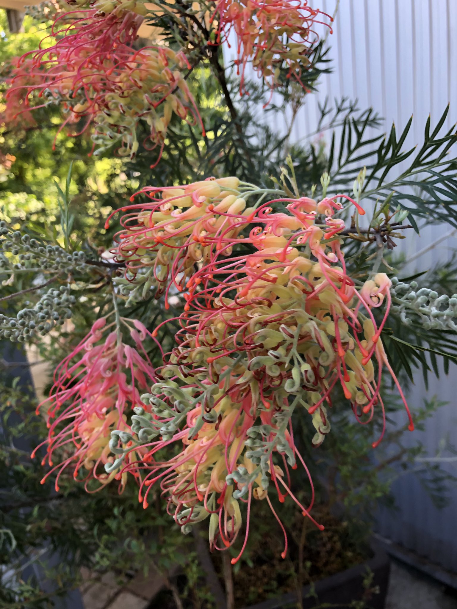 ちま とってもおもしろい花を発見 紅花羽衣の木 別名グレビレア スパイダーフラワー オーストラリアではどこででも見られる一般的な植物だとか 花言葉は あなたを待っています 情熱 平和 毎日の花 T Co U8hsmxrj Twitter