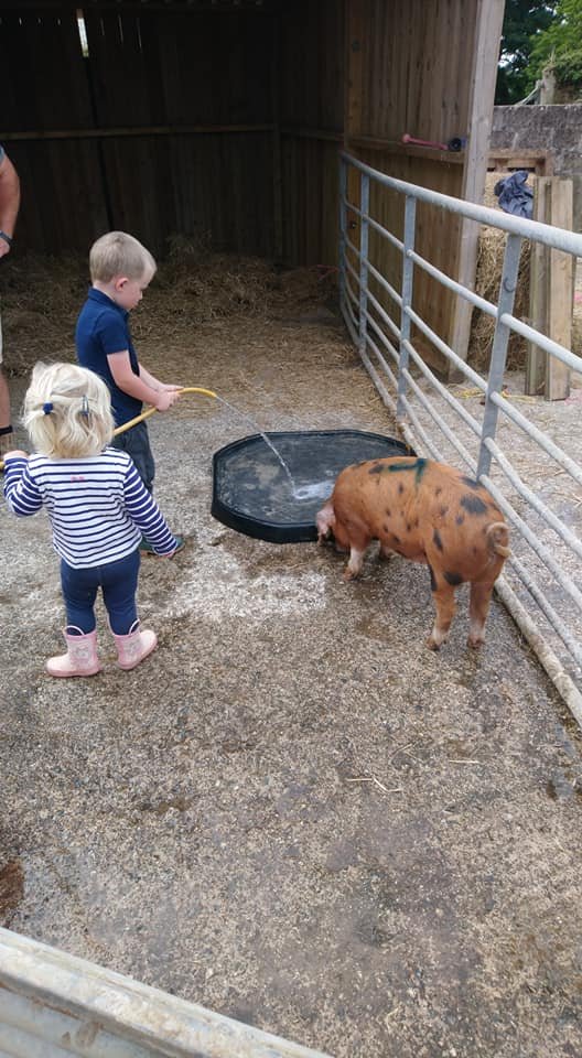OxfordPig's tweet photo. Our #OSBPG supporters understand that it is not just about populating the breed but #conservation &amp; #genetics.  The Edmonds Family welcome a #OSBPig Clare Bloodline to Cornwall.  This is the first with only 5 in the #southwest  #GoNative @countrysidefund @RBSTrarebreeds https://t.co/NMp0l40VJt