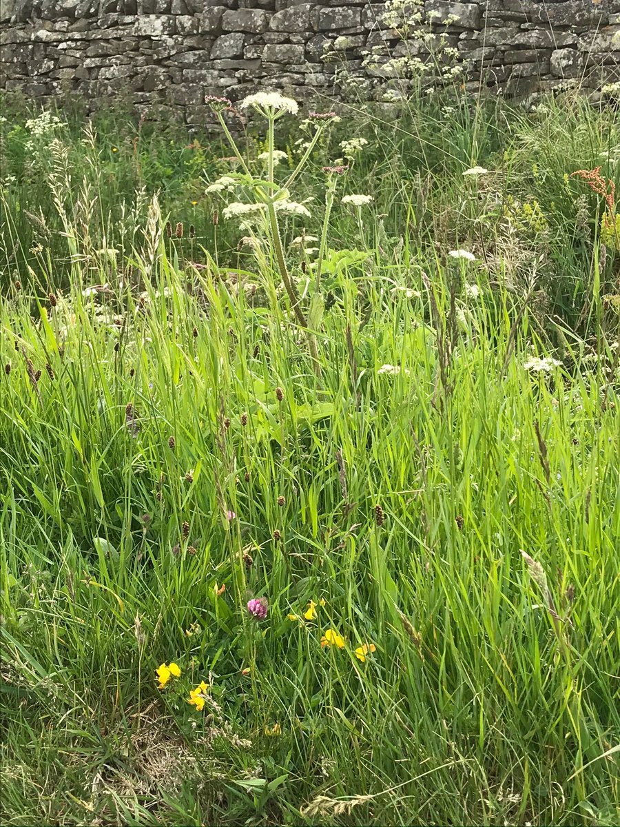 Beautiful roadside verge of the Allen Valleys, so many different species of grass. #grasses #roadsideverges #northpennines #Northumberland #Springwatch