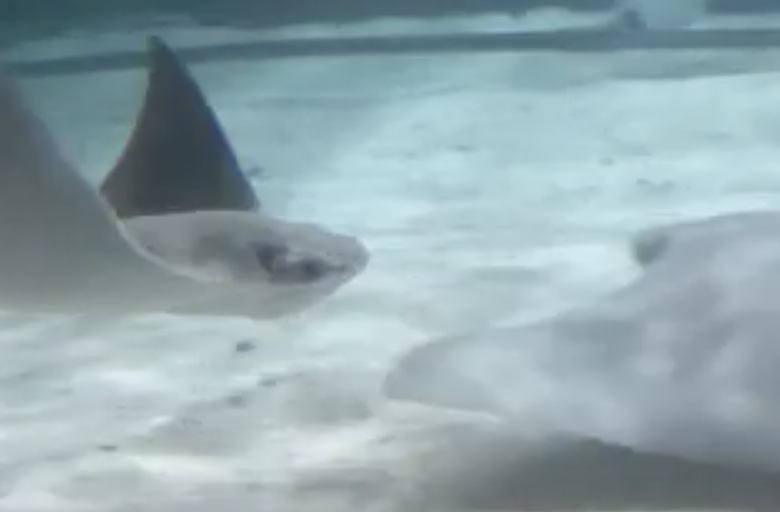 Fla_Pol's tweet photo. Some good news: Cownose stingray gives birth at @FloridaAquarium via @JanelleIrwinFL https://t.co/yBIrL4rmzF #FlaPol https://t.co/FoZlxRzE8t