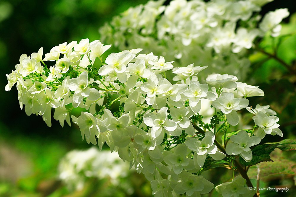 南房総市の紫陽花寺と名高い日蓮宗「日運寺」の紫陽花見ごろです!!

#紫陽花寺 #日運寺 #日蓮宗 #南房総市 #紫陽花 #hydrangea #flower #nichiren #temple

日蓮宗 勝栄山日運寺Map
goo.gl/maps/YLv6N2p7G…