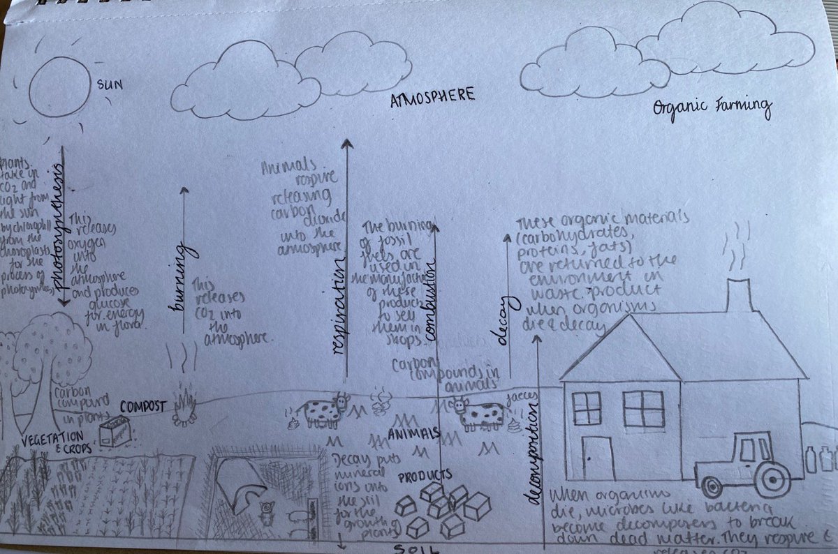ScienceHab's tweet photo. Over the half term break, Y10 biologist have been studying the carbon cycle and the impact of humanity on our atompshere.

Here are some of the wonderful diagrams and notes that they have made! #proudtobeHAB

First up is Jenny, who has created an informative and detailed poster https://t.co/xWiMT1avm7