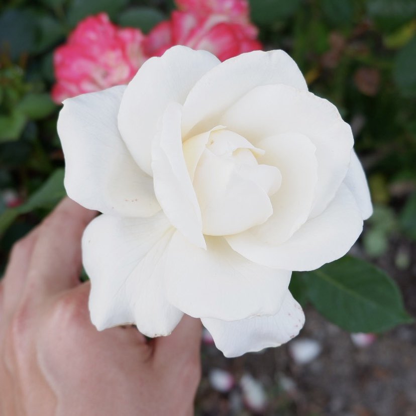 Ma4tsu 白薔薇を集めてみました 明日から雨が続くみたいです 気圧が下がると頭痛が来るタイプですのでちょっと憂鬱です ホワイトクリスマス 初恋 新雪 パスカリ 薔薇 バラ ガーデニング Tlを花で一杯にしよう