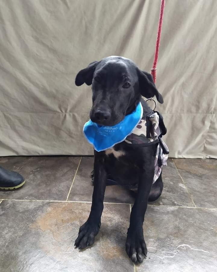 HOGAR De Paso Salvando Huellas tweet media