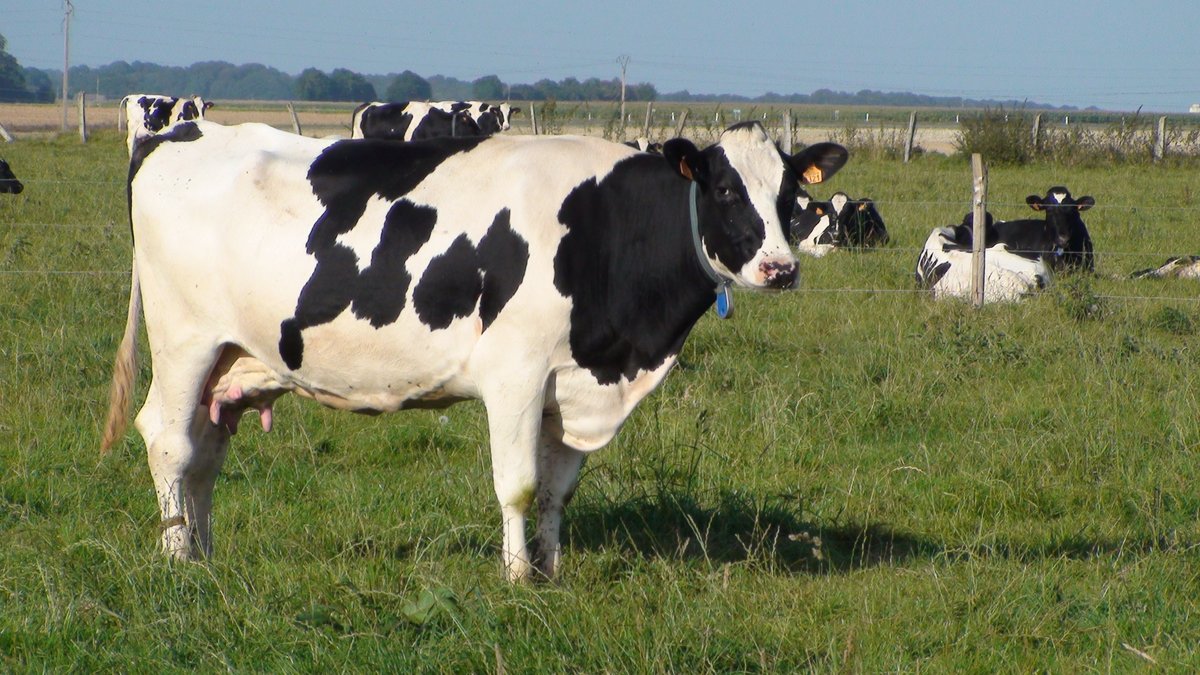 PICARDIE LAIT (@picardielait) on Twitter photo 