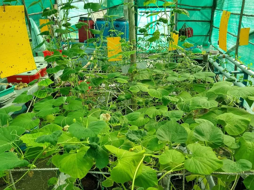 TeamWCL's tweet photo. WCL Umrer Area spreading awareness on Hydroponics, a method of growing plants without soil by using mineral nutrient solutions in a water solvent. Hydroponics Training Center at Gokul OCM showcases the way of growing vegetable plants through hydroponics.🌲 https://t.co/74RbiJOqkC https://t.co/E4T0JiMfZF