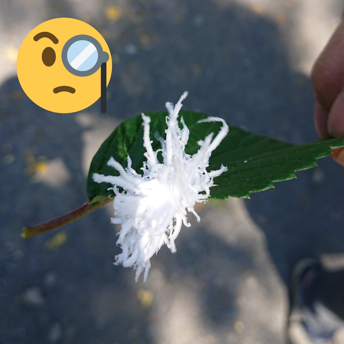 Nireco オオデマリの葉についていました これ何ですか 何かの虫 角度変えてよく見ると脱け殻なんです 白い物体の大きさは2センチくらいです 怖いから触っていません 白いふわふわした物体 オオデマリ 毛虫 芋虫 Nireco オオデマリの葉についていました これ何ですか 何かの虫 角度変えてよく見ると脱け殻なんです 白い物体の大きさは2センチくらいです 怖いから触っていません 白いふわふわした物体 オオデマリ 毛虫 芋虫
