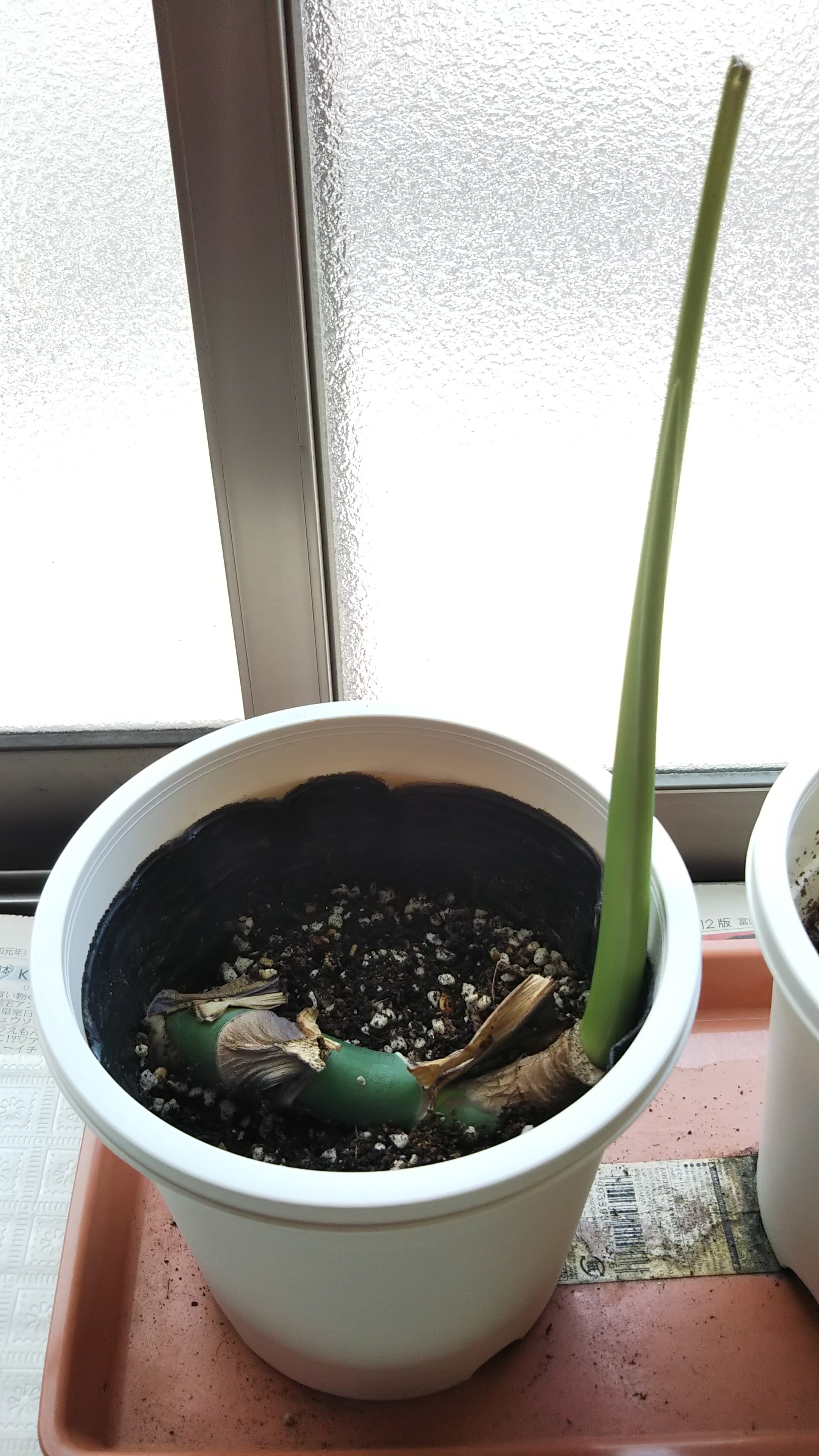 Ki 51 モンステラの茎伏せをしたら思ってたのと違う感じになった T Co 7sscktg0ia Twitter