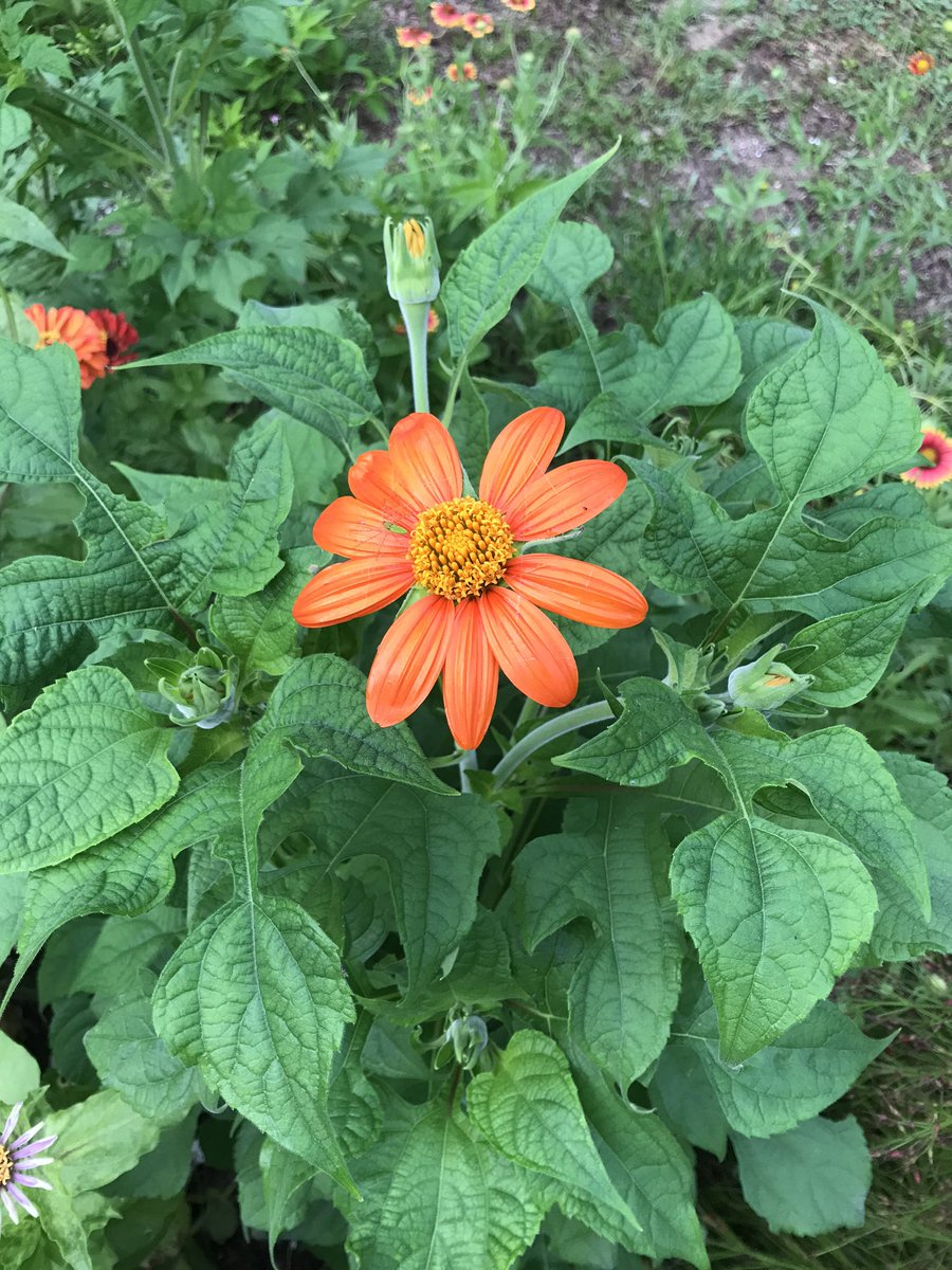 DeannesFlowers's tweet photo. First Tithonia bloom! Come and get it! #butterflymagnet https://t.co/cMWxEimwPW