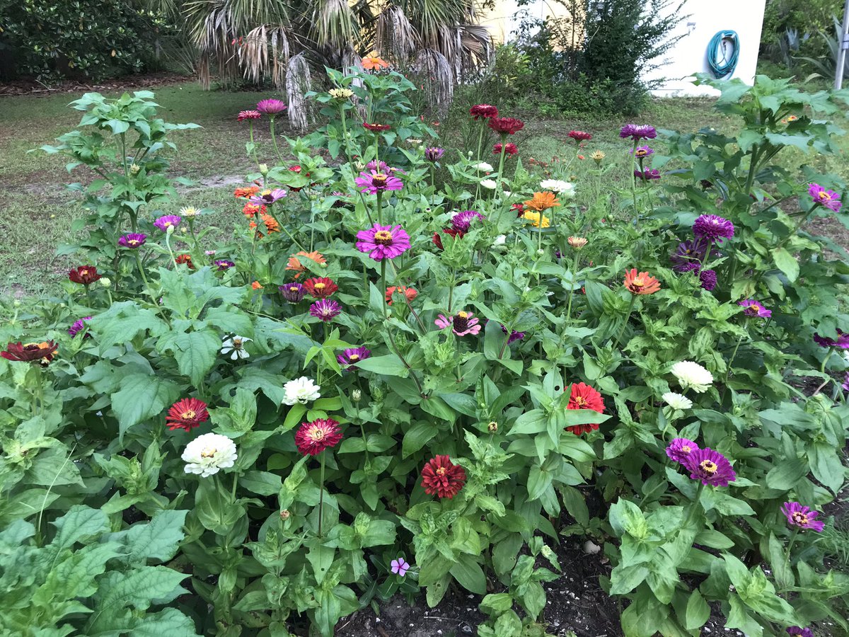 DeannesFlowers's tweet photo. My Zinnia plot is ready for butterflies. https://t.co/oxCLr7YYRz