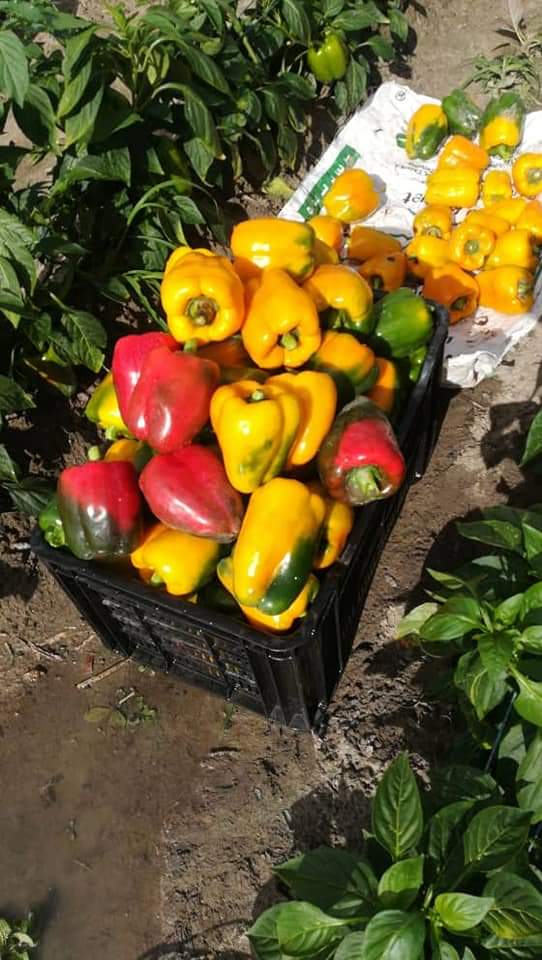 SyngentaZW's tweet photo. #Syngenta colored peppers are known for their high yield! At the end of its life cycle, each plant has potential to yield 6kgs.2kgs of green pepper can be harvested at 75-90days and 4kg at 90-120days for the colored peppers. Each bell of pepper averages 220g to 300g! https://t.co/A1UHlOgXlk