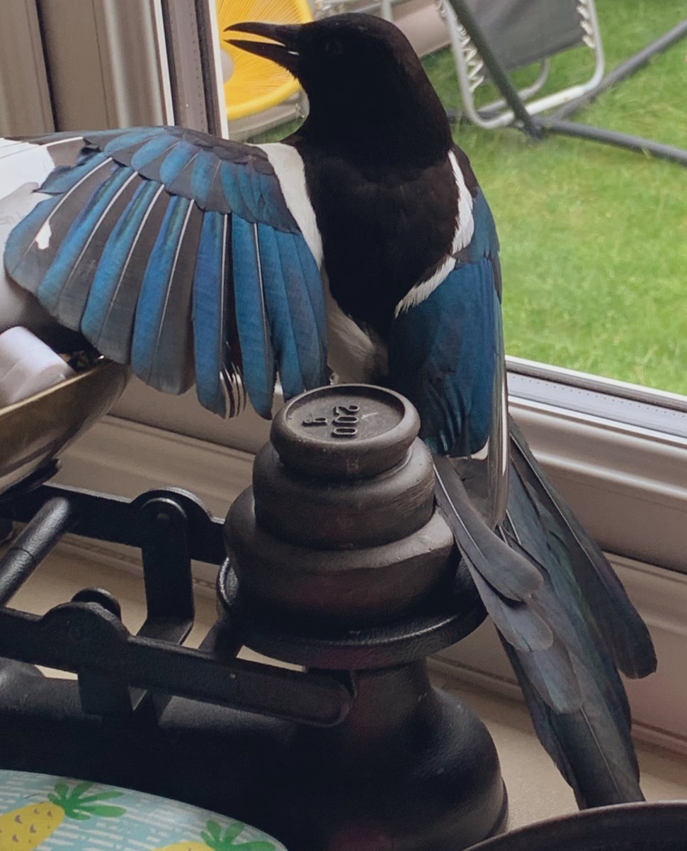 Jencaine82's tweet image. Just once I’d like a nice quiet normal day to get my shnizzle done...no...apparently that’s not on the cards for today then #randombird #gotinthehouse #jenandlooeerescueteam 🤣🤦🏼‍♀️ 🐶 🦅
