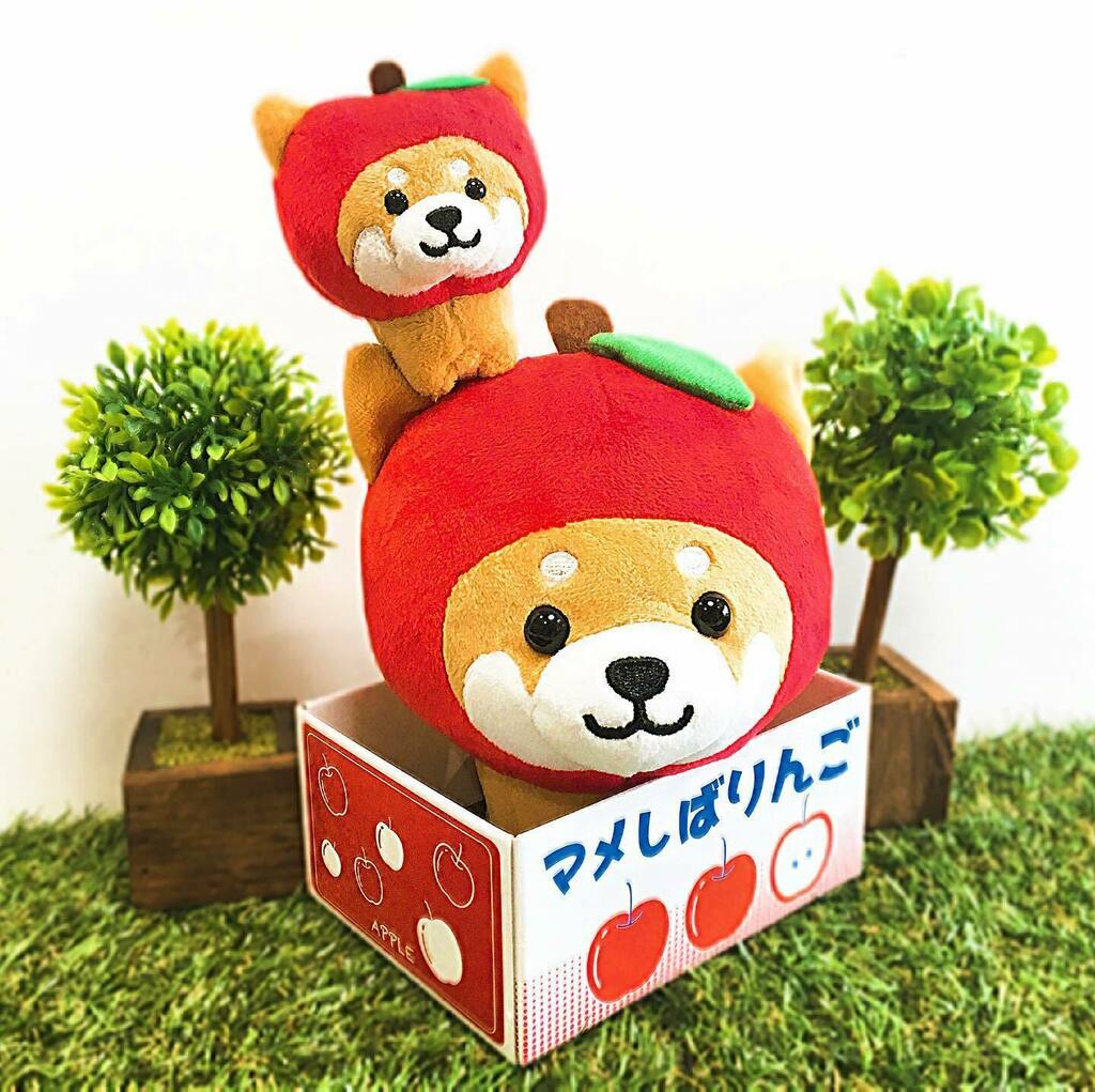 りんごが大好きなりんごマメしばが、お気に入りの段ボールの中に
