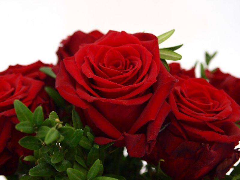 Roses_SJ's tweet photo. 🌹🌹🌹🌹🌹🌹🌹🌹🌹🌹🌹🌹🌹🌹🌹🌹🌹🌹🌹🌹🌹🌹🌹🌹
24 Rosas Rojas a Domicilio: 59,99€.
Envio Premium Gratis en 24h.
Confía en la calidad de Rosas Sant Jordi, ahora con entrega a domicilio de ramos Premium.
Dilo con flores 
https://t.co/AgSwMA99cm
 #FloresaDomicilio #ElMejorRegalo https://t.co/ThXDTm33bN