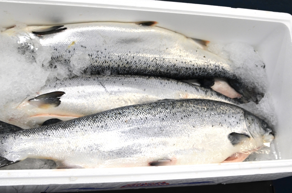 We are excited to announce that we will be resuming delivering to restaurants who are offering takeaway services! 🎣
Take a look at what's on offer: bit.ly/37h50s9 
#seafood #takeaway