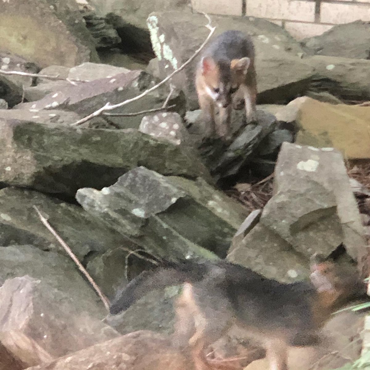 Jennifer Chase tweet media