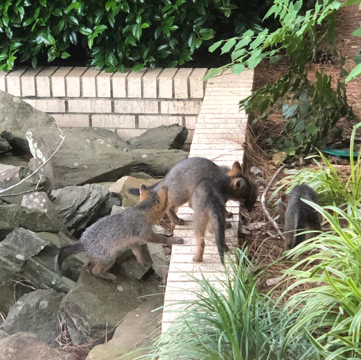 Jennifer Chase tweet media