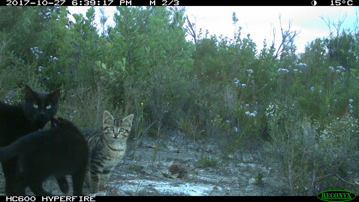 Want to eradicate feral cats and protect wildlife on Kangaroo Island? Cool. How many cats are there though? Our new paper starts putting numbers on the page. Big thanks to 📈🐱 @TSR_Hub @NRKangarooIs @SAEnvirWater @brettpmurphy @terrainecology publish.csiro.au/WR/WR19137