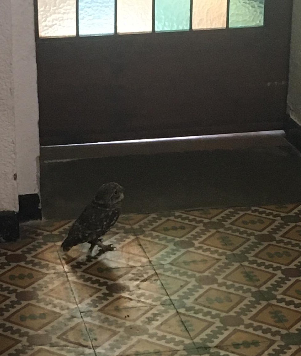 carlinga33's tweet photo. M’ha trucat l’àvia:
 -Nena jo no crec en fantasmes eh, però des de que ha marxat l’avi passen coses estranyes, que podeu venir a treure’m això que campa pel menjador?

Això era això: https://t.co/MyDvEFCTDc