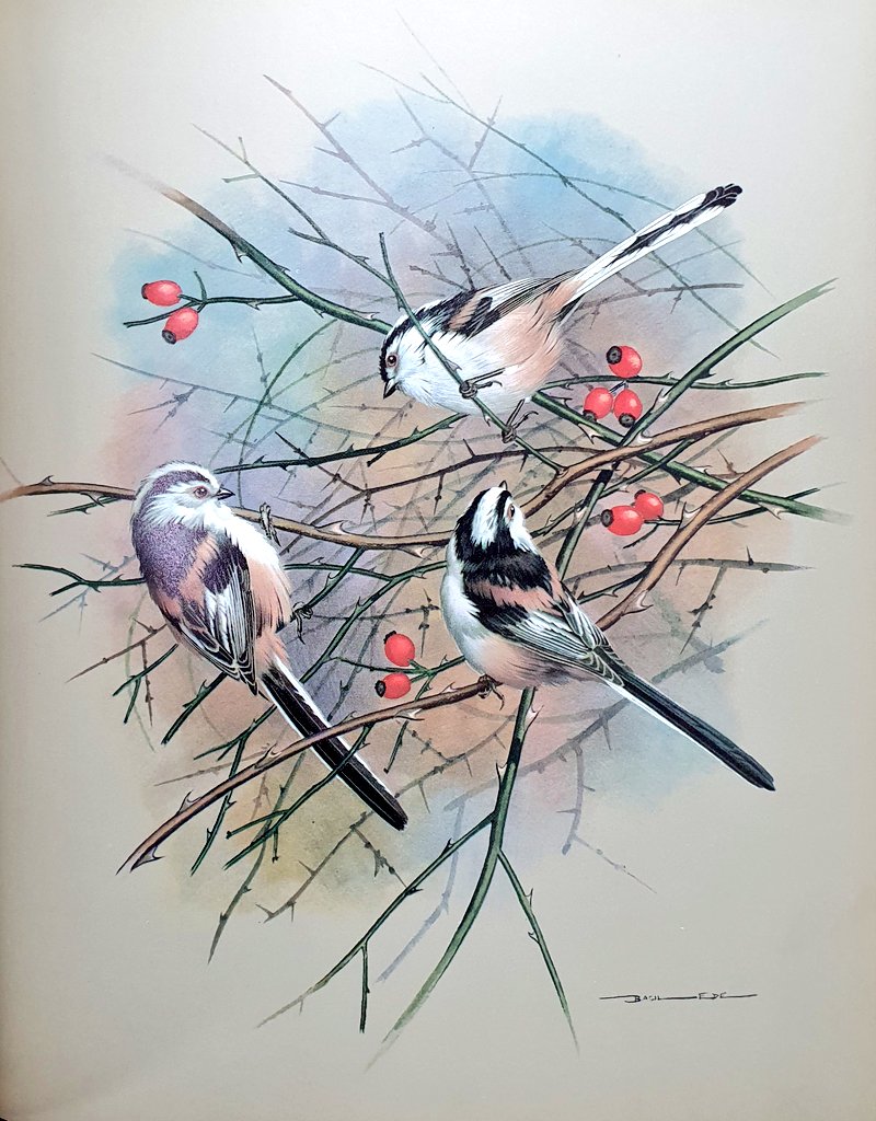 The_PBS's tweet photo. Certainly the photos were all black and white and weren't as pretty, but more than that, any one fozen instant of a bird or particular tree or plant just didn't cut it in showing all the things you would need for identification. https://t.co/hOvlAoGRac