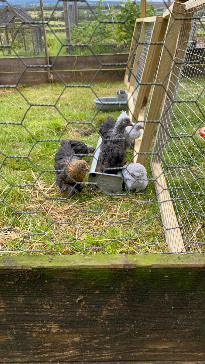 KeepEstate's tweet photo. SELLING 1 WILLIAM STREET FOR AN ABSOLUTE STEAL. PREPARED TO THROW IN A COUPLE OF BANTAMS TO SWEETEN THE DEAL. HOLLA IF YOU ARE SHORT OF OFFICE SPACE AND/OR EGGS. https://t.co/njedzmweBR