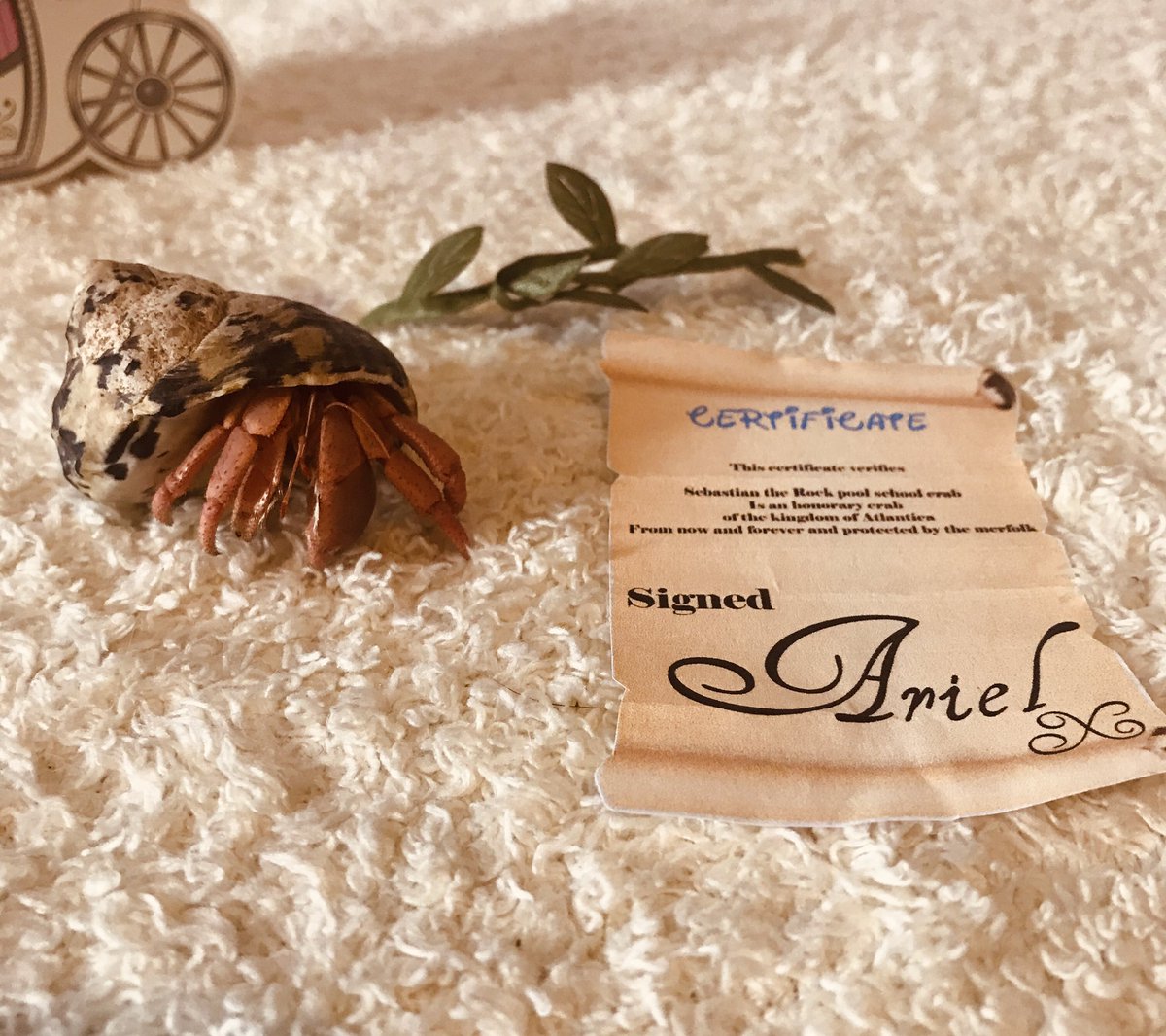 Rockpoolschool1's tweet photo. 🧜🏼‍♀️🏰 💌🦀SEBASTIAN GOT MAIL🦀💌🏰🧜🏼‍♀️

How awesome is this amazing letter Sebastian recieved from the one and only Ariel today!!!

Check out his certificate he received, he is now an honorary member of the kingdom of Atlantica! Thank you so much @Letitsnowprod https://t.co/H2lG93BBlv