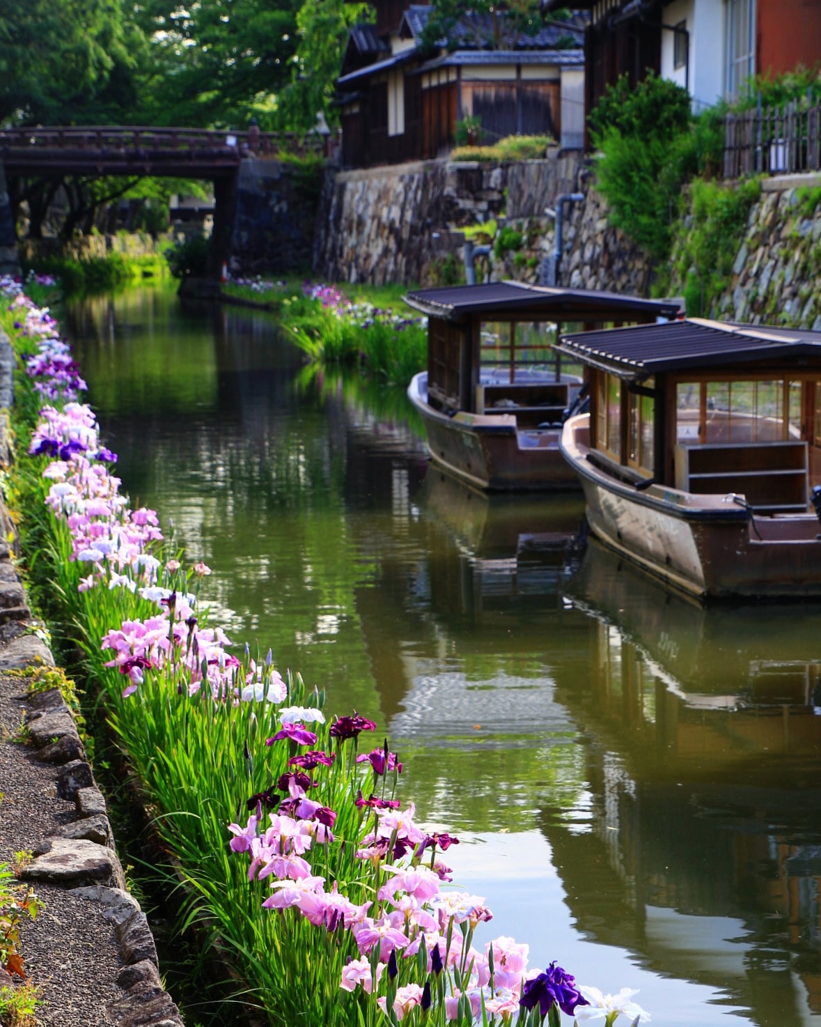 水辺の花 Twitter Search Twitter
