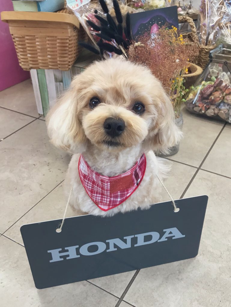 HidE_228's tweet photo. 6月8日（月）よりOHK放送にてH!dE&amp;moco出演の「Honda Cars 倉敷東CM」が流れてます🎉

BGMは「未来Drive」🚗 💨
CM見れた方いるかな⁉️

岡山のみんなに届きますように💌

是非ホンダカーズ倉敷東とH!dEを今後ともよろしくお願いします🌈

ホンダカーズ倉敷東HPはこちら🔻
https://t.co/AtQDuixpq0 https://t.co/4kn3DQvrlb