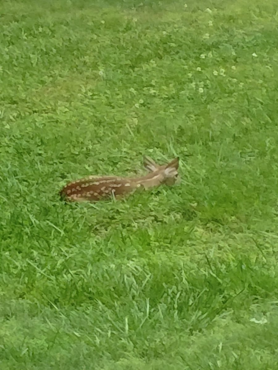 explorer_gore75's tweet photo. Woke up to a new born fawn in my front yard. Wanted to share it with you all. #naturetakingback #goodmorning @fox5dc @Fox5DCAllison @stevechenevey @TuckerFox5 @ErinFox5DC https://t.co/NbvZuaNrGK