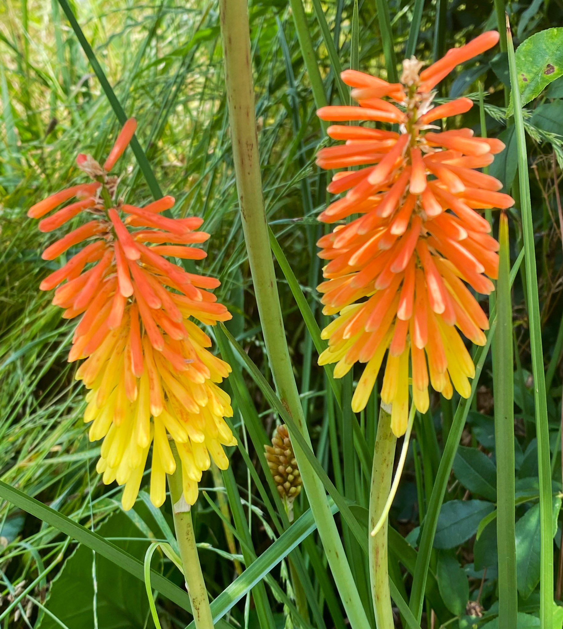 シャグマユリ Twitter Search Twitter